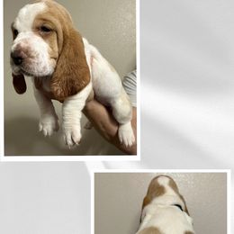 Girl 5 - Lemon and white Basset Hound puppy in Baytown, Texas from Mariah's Basset Hounds