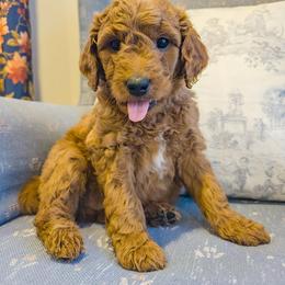 Bernedoodles, Cavapoos, and Goldendoodles from Yankee Doodle Doggies
