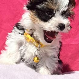 Yorkipoo and Yorkshire Terrier Puppies from OK Puppies LLC