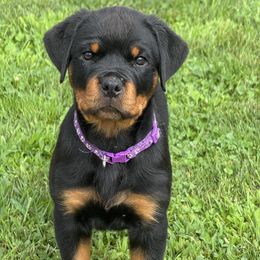 Purple Collar - Black and mahogany female Rottweiler puppy in Washington, Pennsylvania from McWreath Rottweilers