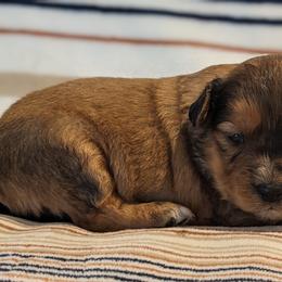 Pink collar - Red female Companion Cross puppy in Tom's Brook, Virginia from rising sun duck tollers