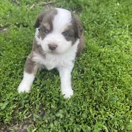 Miniature Australian Shepherds from Arbor Hill Aussies