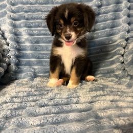 Bert - Black tri male Miniature Australian Shepherd puppy in Washington, Indiana from Southern Indiana Mini Aussies