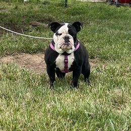 Gwendolyn - Bulldog