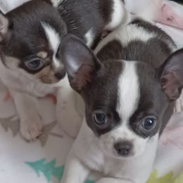Chihuahuas from Delinda's Chihuahuas