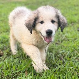 DakotaG1 - White and badger female Great Pyrenees puppy in Midway, Tennessee from Heavenly Hills Great Pyrenees