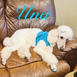 Una - Poodle