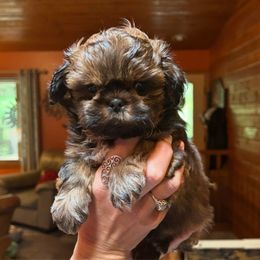 Slugger - Red male Shih Tzu puppy in Nekoosa, Wisconsin from Brox Acres House of Fur LLC