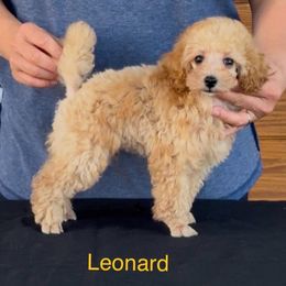 AKC CHAMPION SIRED Leonard DNA Tested Lines OVERSIZED - Apricot male Poodle puppy in Jacksonville, Alabama from Abounding Poodles