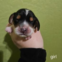 Girl 2 - Black white and tan female Beagle puppy in Santa Margarita, California from S&R Ranch