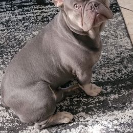 French Bulldogs from Autumn wind frenchies