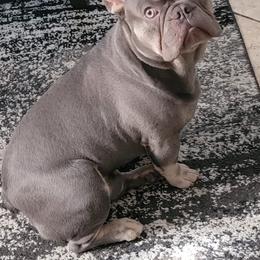 French Bulldogs from Autumn wind frenchies