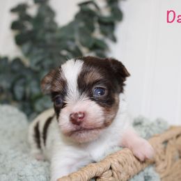 Yorkshire Terrier Puppies from Peach Yorkies