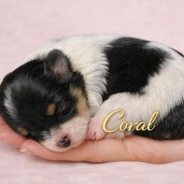 Girl 3 - female Havanese puppy in Kinston, North Carolina from Colhaven Havanese