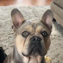 Maverick - French Bulldog