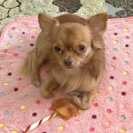 Maxx - Chihuahua