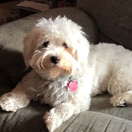 Piper - Havanese
