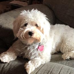 Piper - Havanese