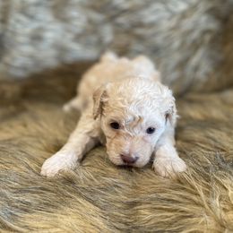 Lexi -TOY - Cream female Poodle puppy in Purdy, Missouri from The Dynasty