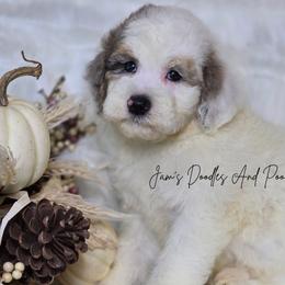 Champ - Blue merle and white male Sheepadoodle puppy in Cleveland, Georgia from Jam's Doodles And Poodles