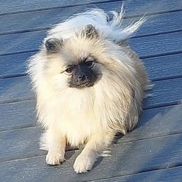 Prissy - Pomeranian