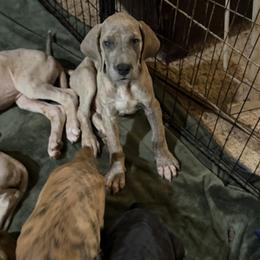 Levi - Blue brindle male Great Dane puppy in Gainesville, Georgia from DeBruce Danes