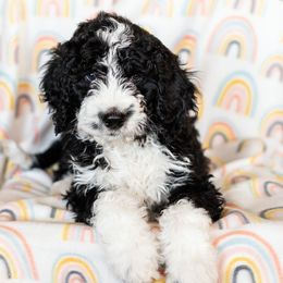 Bearded Retriever, Bernedoodle, and Poodle Puppies from Doodle Belle Puppy