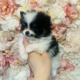 Keebler - Black and tan parti male Pomeranian puppy in Buck Valley, Pennsylvania from Buck Valley Pomeranians