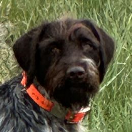 Iggy - Wirehaired Pointing Griffon