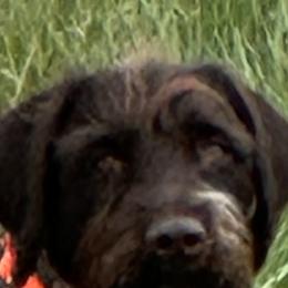 Iggy - Wirehaired Pointing Griffon
