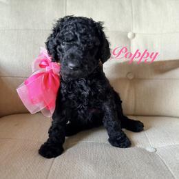 Poppy - Black female Poodle puppy in Fishers, Indiana from Grace Haven Poodles