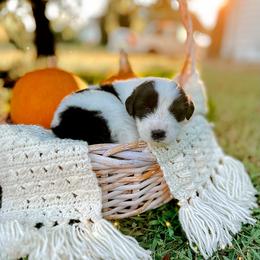 Caucasian Shepherd Dog, Labradoodle, and Saint Bernard Puppies from Blue Line Kennels