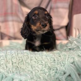 Tucker - Black and tan male Dachshund puppy in Decatur, Mississippi from KP Dachshunds