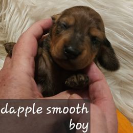 Boy 3 - Red male Dachshund puppy in La Pine, Oregon from Lil Deschutes