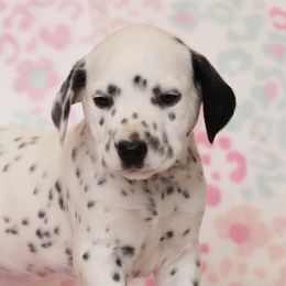 Arden - Dalmatian puppy in Cottage Grove, Oregon from Hidden Hills Dalmatians