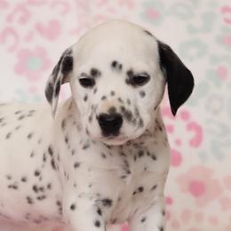 Arden - Dalmatian puppy in Cottage Grove, Oregon from Hidden Hills Dalmatians