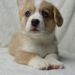 American Corgi and Pembroke Welsh Corgi Puppies from Wildlings & Wild Things Homestead