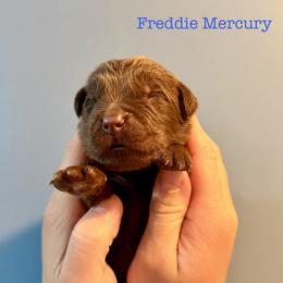 Freddie Mercury - Brown male Newfoundland puppy in Tully, New York from Bear Paw Newfoundlands