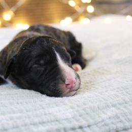 Titan - White and black male Bordoodle puppy in Ashland, Ohio from Cherry Blossom Doodles