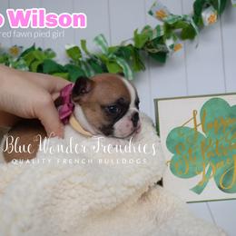 Jo Wilson - Fawn and white female French Bulldog puppy in Loxahatchee, Florida from Blue Wonder Frenchies