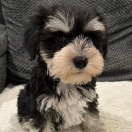 Girl 1 - Black and silver female Miniature Schnauzer puppy in Avondale, Arizona from Campos Schnauzers