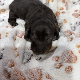 Spot - Black and tan male Dachshund puppy in Heber Overgaard, Arizona from Sonoran Doxies