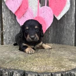 Chick - Black and tan female Dachshund puppy in London, Kentucky from Steele Half Acre Homestead