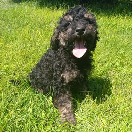 Girl 5 - female Goldendoodle puppy in Harrisburg, Nebraska from Wildcat Hills Doodles