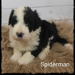 Spiderman - Black and white male Sheepadoodle puppy in Farley, Iowa from Iowa's Doodle Co.