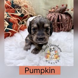 Pumpkin - Cream female Dachshund puppy in Hockley, Texas from Shans Down Home Doxies