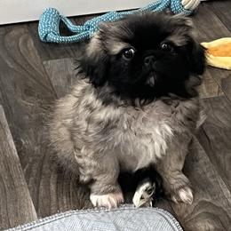 Full AKC - Benny - Ready Now - Fawn sable male Pekingese puppy in Pennsylvania from Triple I Pekes