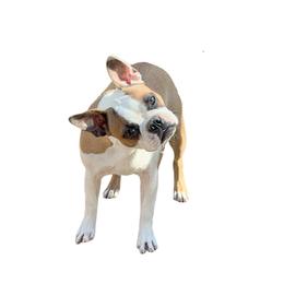 Maggie - Boston Terrier