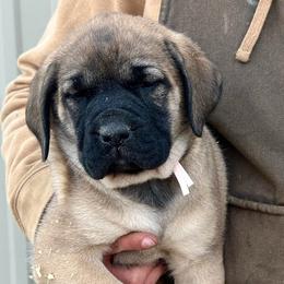 Peach - Fawn female Mastiff puppy in Wewoka, Oklahoma from P Diamond Mastiffs