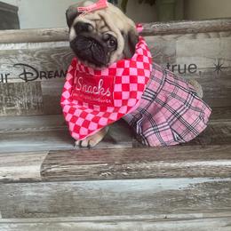 Bulldog and Pug Puppies from Love that bulldog lewter family